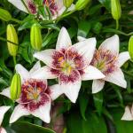 Bulbes à fleurs à planter au printemps - Lis Asiatique White Pixels (x2) - face recto